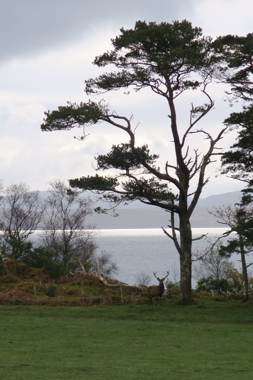 Stag nr Ardlussa
