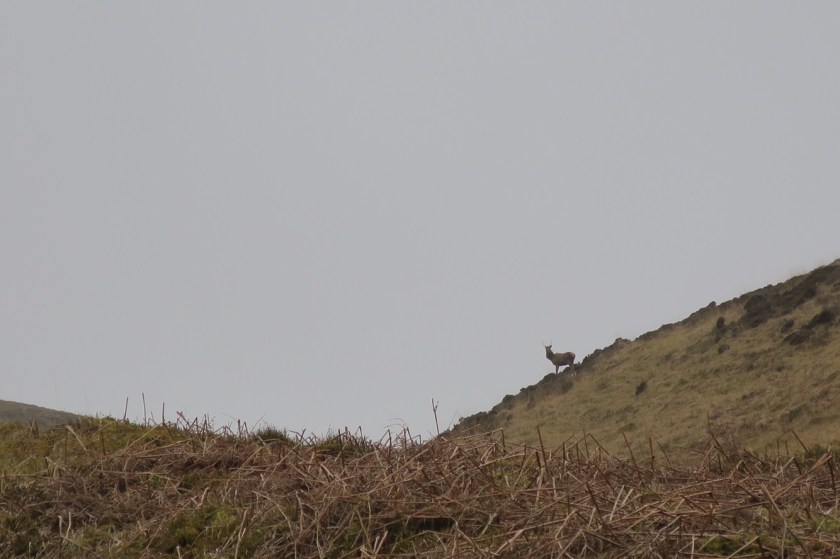 Deer on An Cruachan