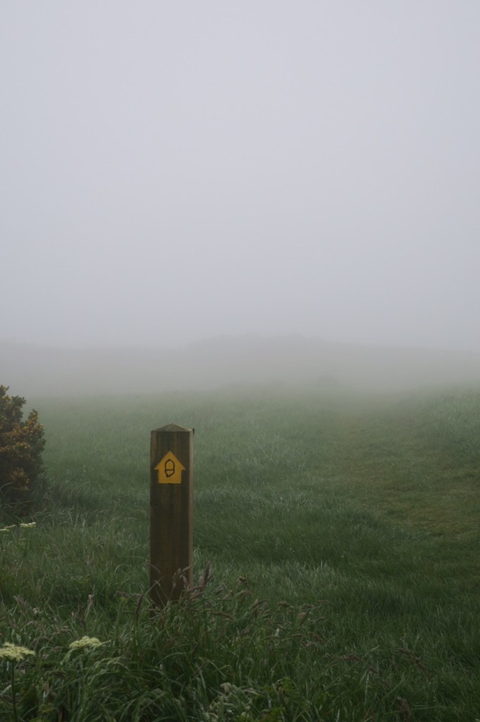 SWCP acorn in the mist and fog