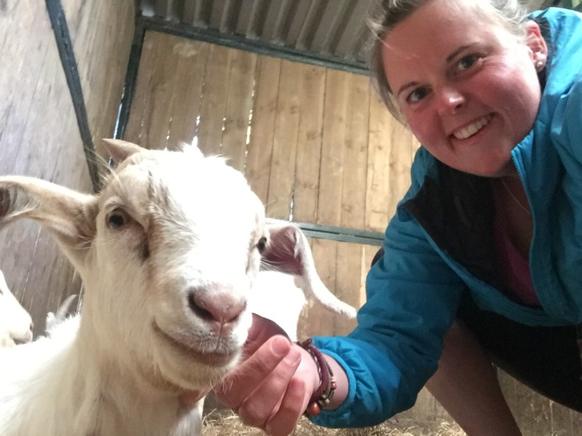 Goat at Cerenety Park