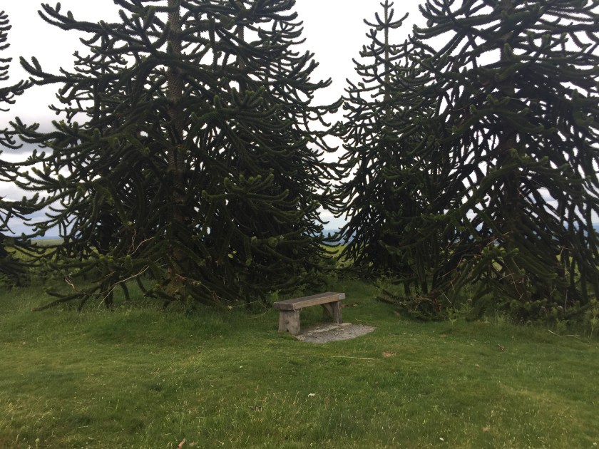 Monkey puzzle trees