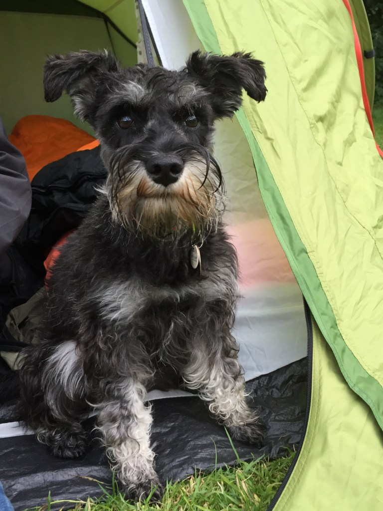 Fury...awwwww! Fury...awwwww!