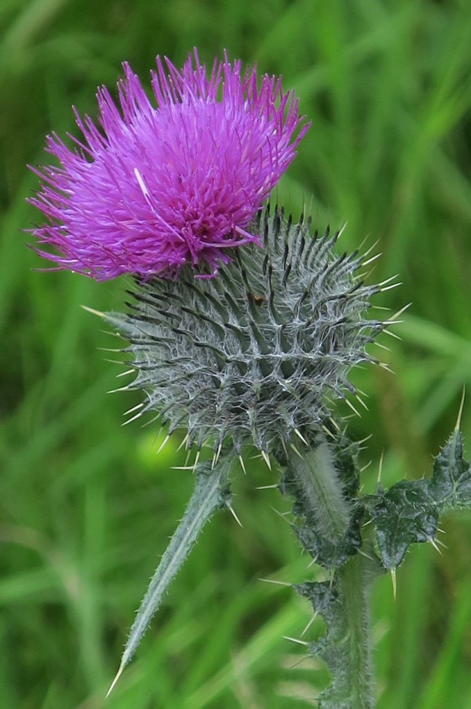 Thistle