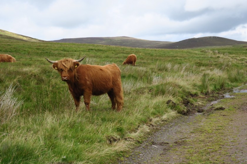 Highland Coo