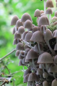 Funky 'shrooms